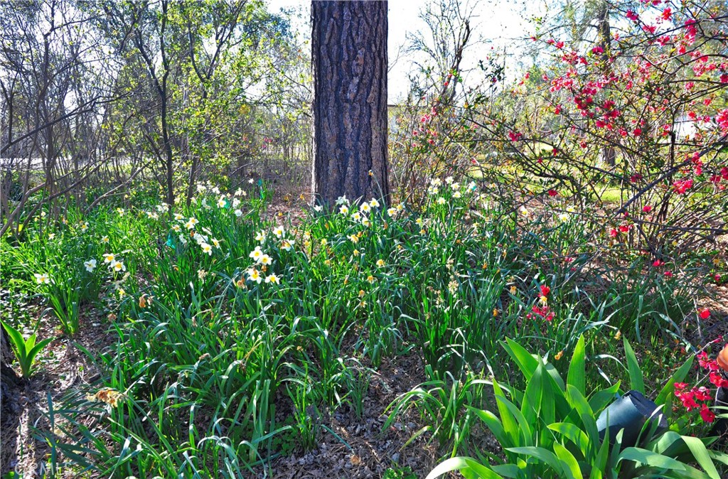 45695 Lauri Lane, Oakhurst, CA 93644