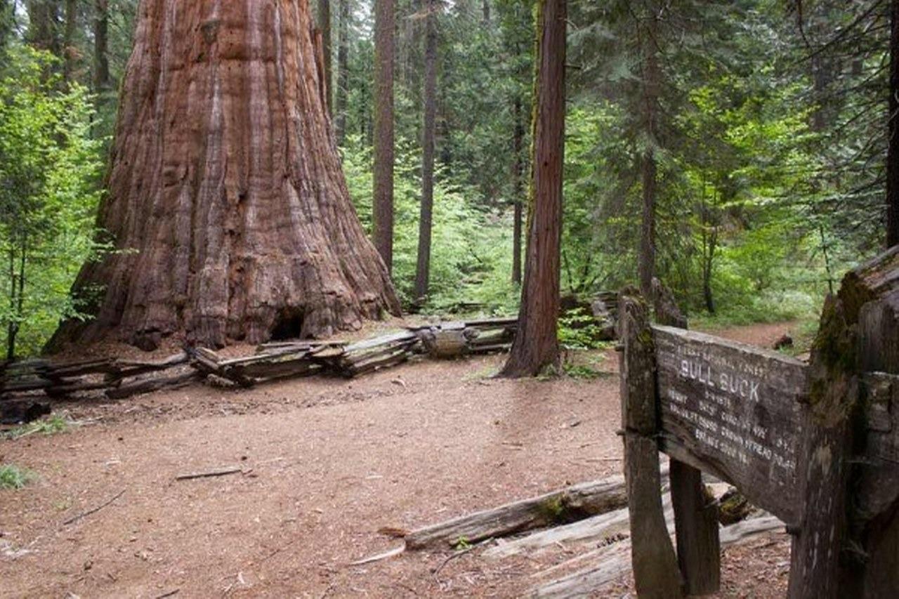 42583 Shady Ln, Oakhurst, CA 93644