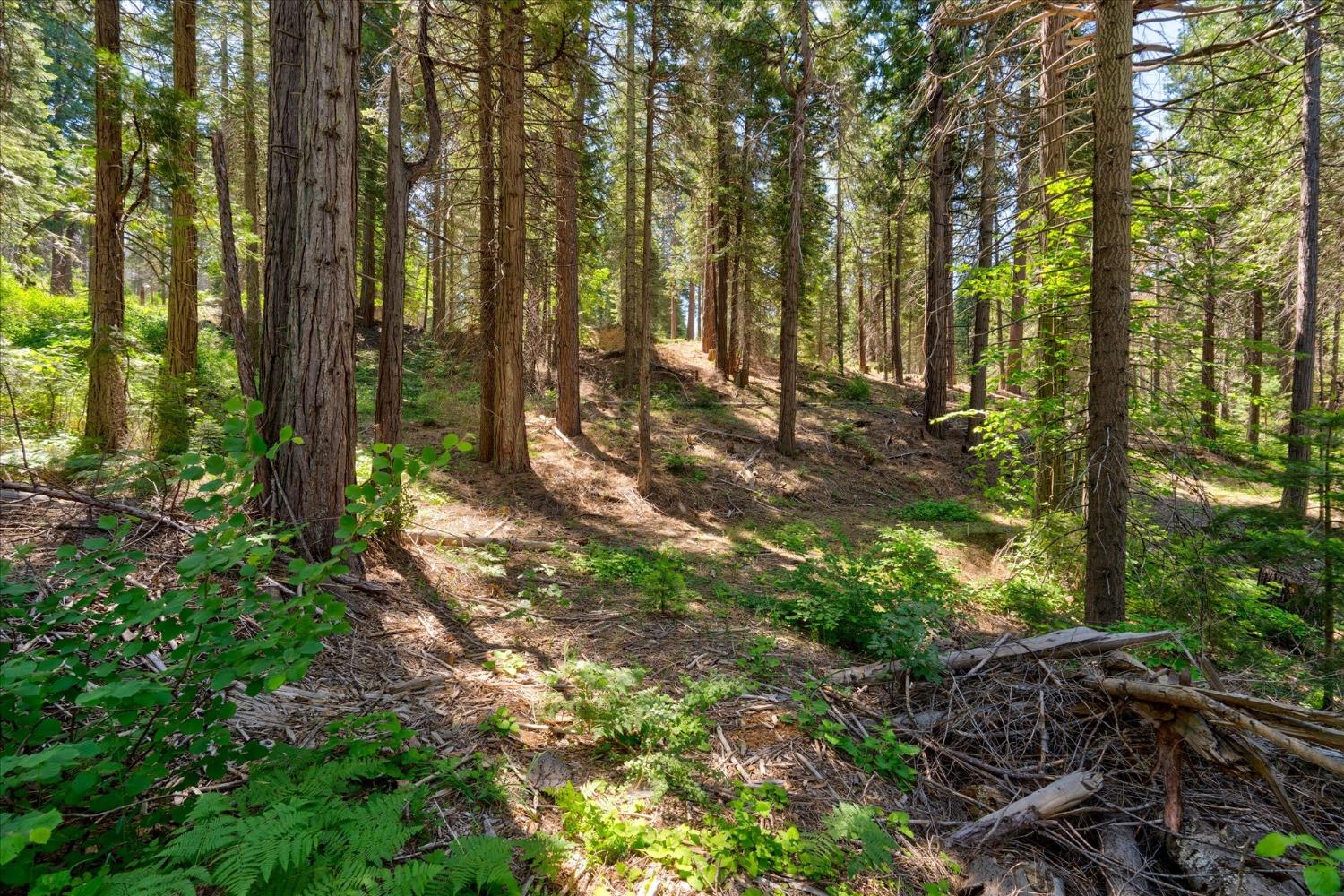 47824 Brammer Purl, Oakhurst, CA 93644