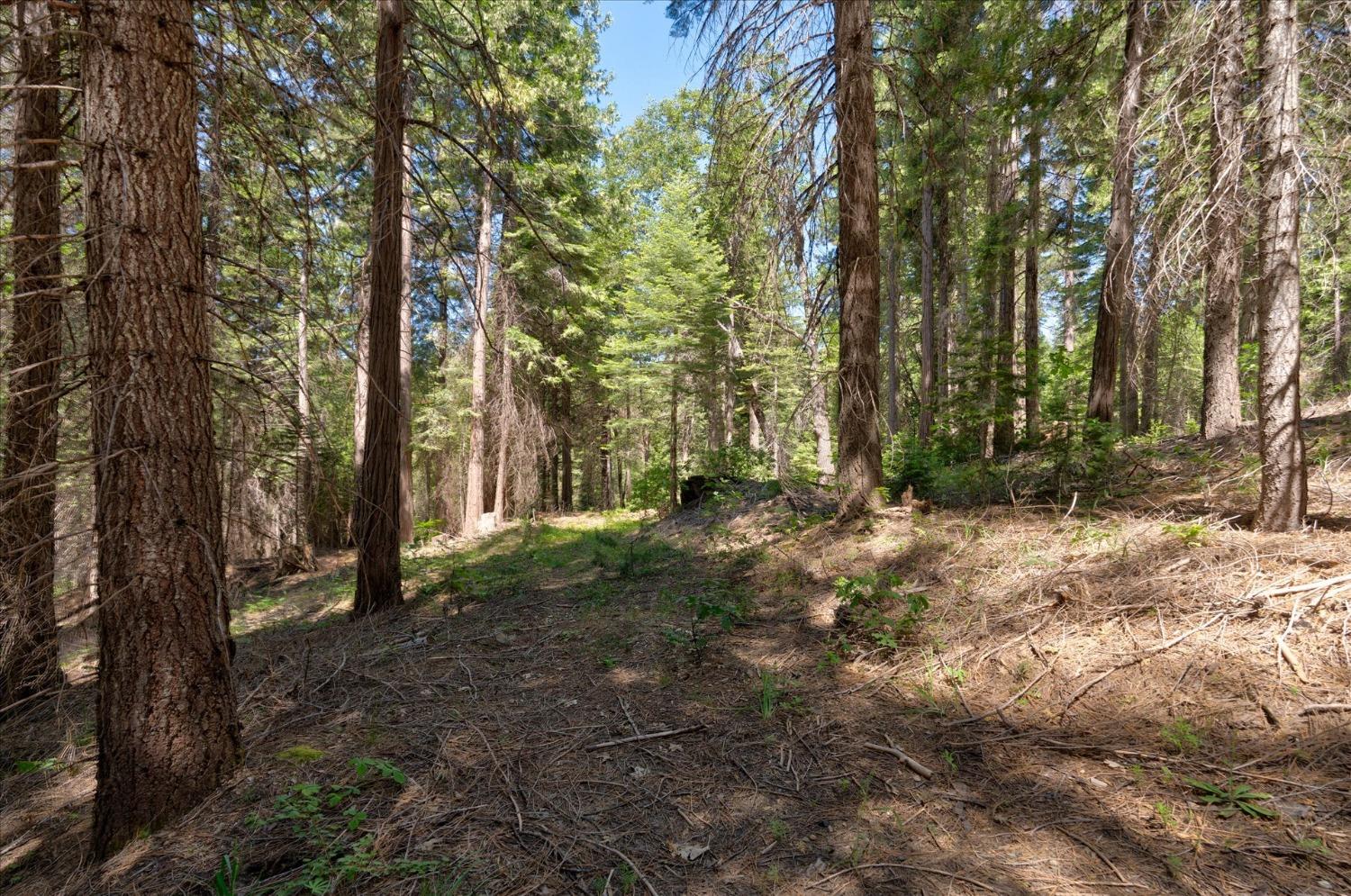 47824 Brammer Purl, Oakhurst, CA 93644