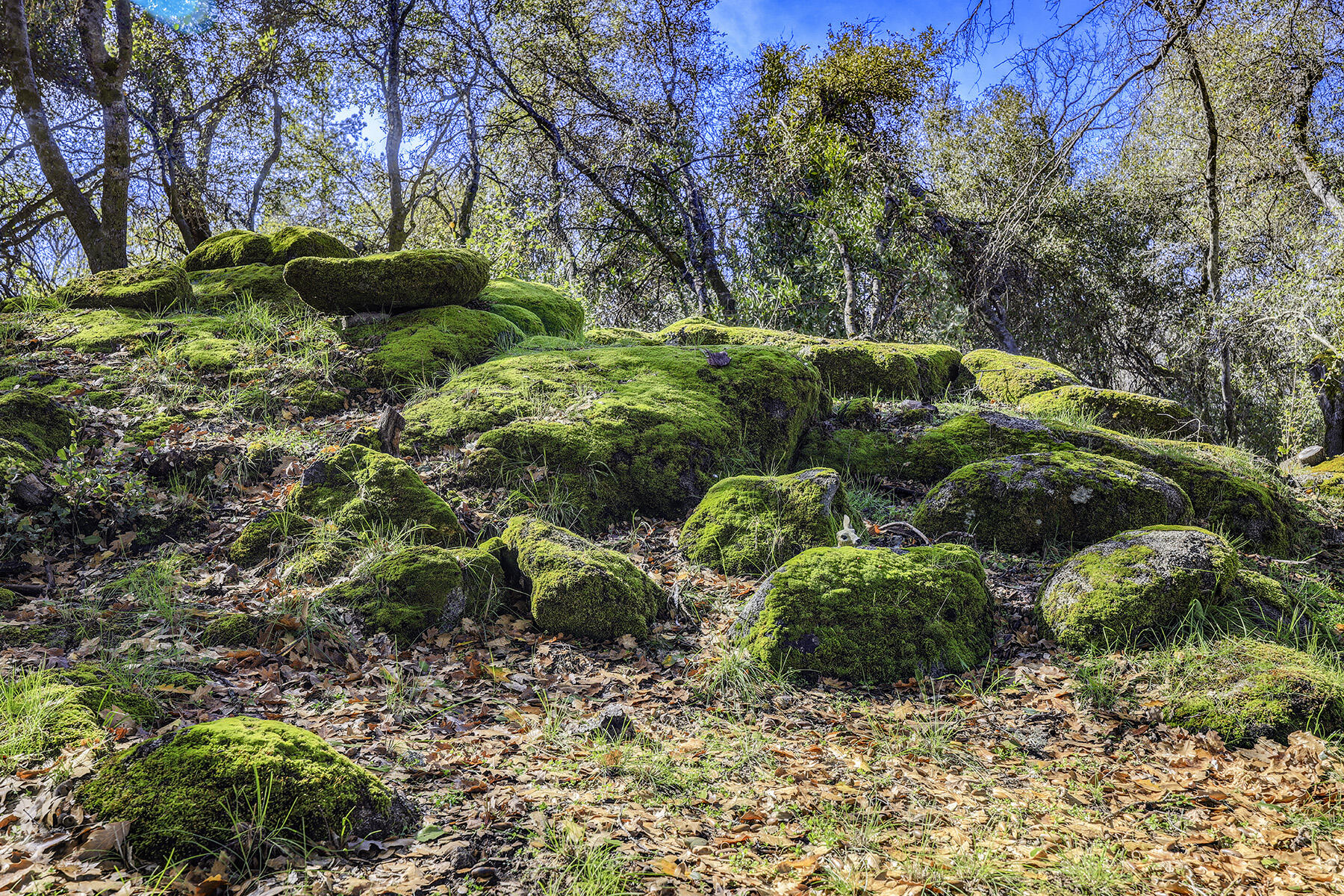 41324 Pamela Pl, Oakhurst, CA 93644